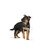 ROYAL CANIN® Maxi Puppy (in gravy)